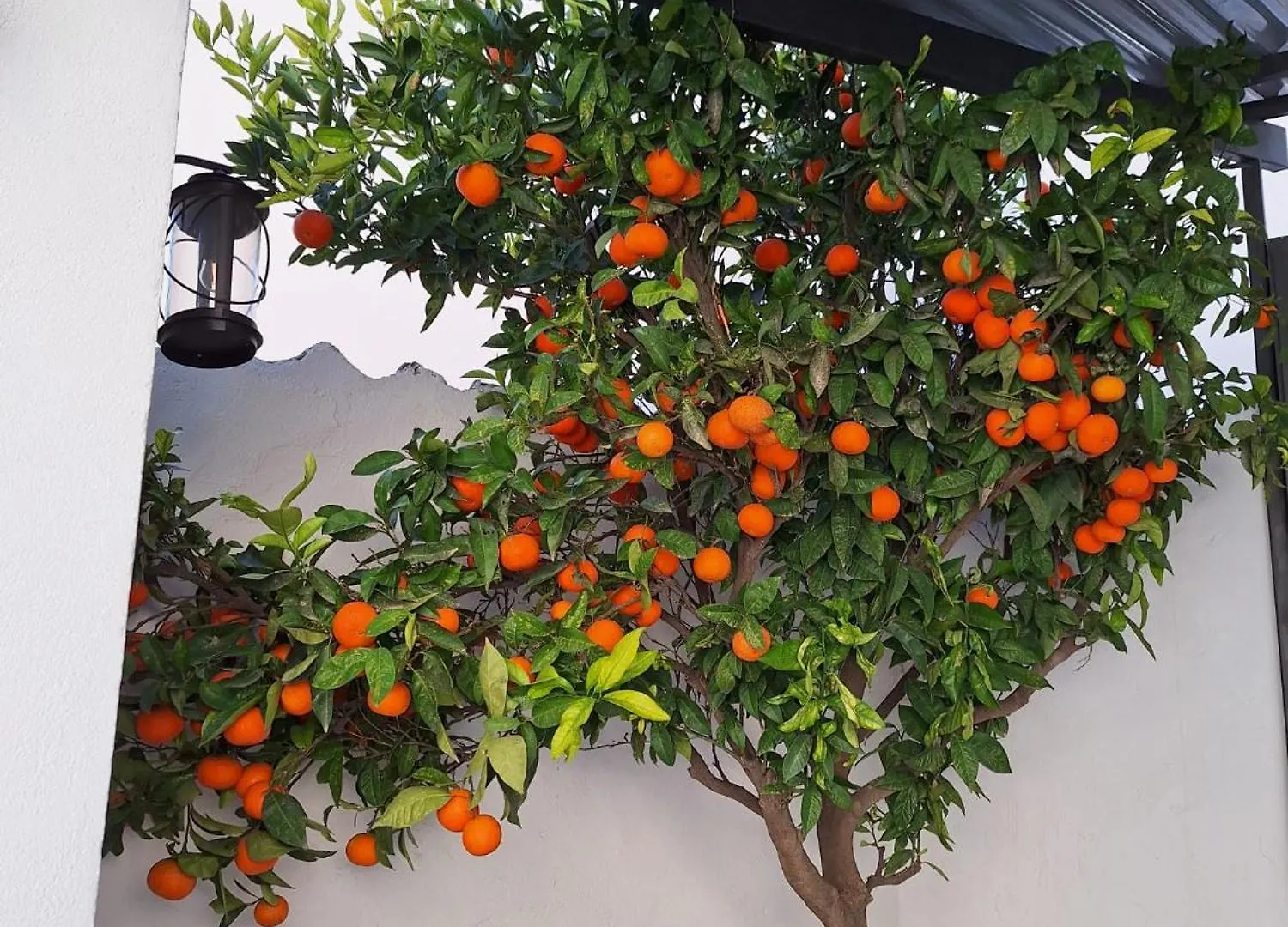 La Covacha - Unique Town House With Exclusive Pool And Garden In The Heart Of The Village Canillas de Aceituno